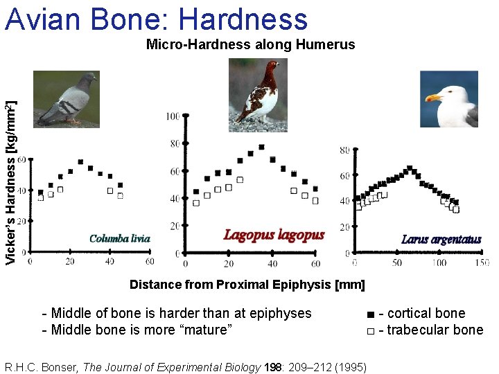 Avian Bone: Hardness Vicker’s Hardness [kg/mm 2] Micro-Hardness along Humerus Distance from Proximal Epiphysis