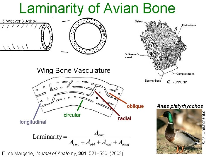  Laminarity of Avian Bone © Weaver & Ashby Wing Bone Vasculature © Kardong