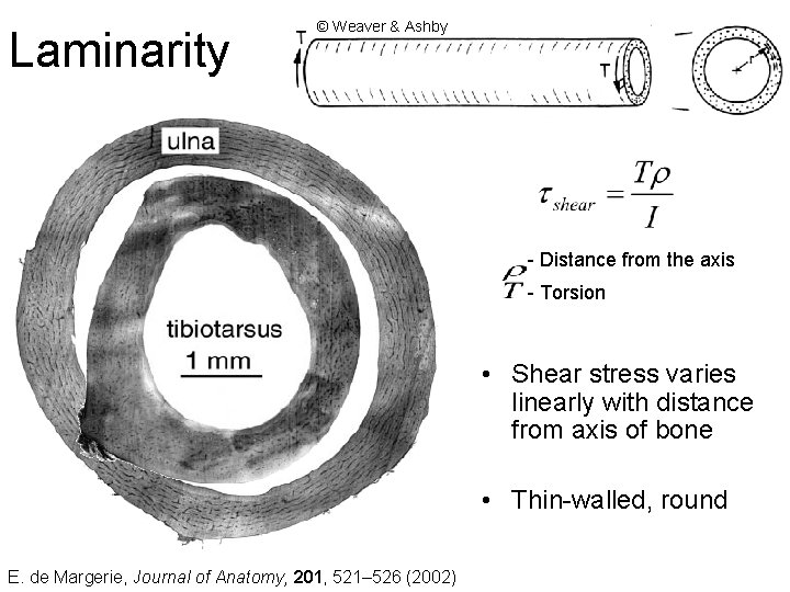 Laminarity © Weaver & Ashby - Distance from the axis - Torsion • Shear