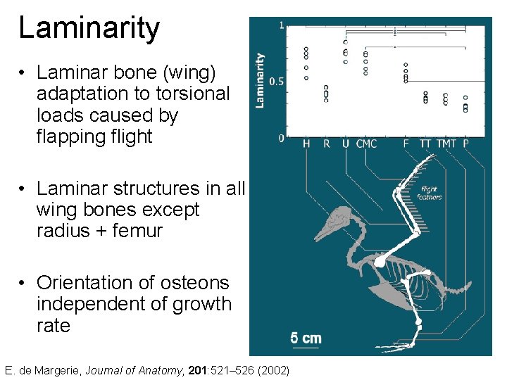Laminarity • Laminar bone (wing) adaptation to torsional loads caused by flapping flight •