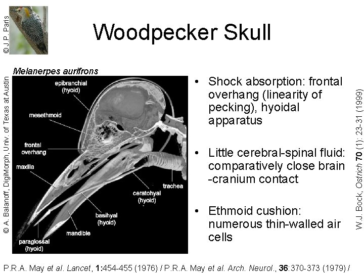 Melanerpes aurifrons • Shock absorption: frontal overhang (linearity of pecking), hyoidal apparatus • Little