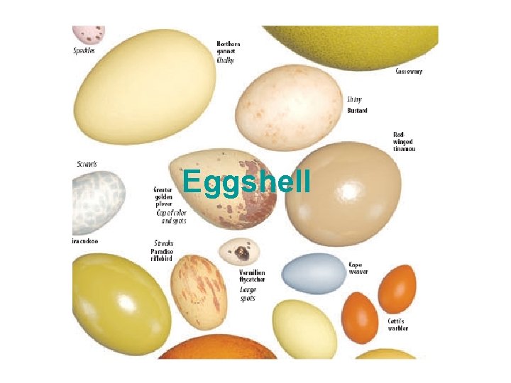 Eggshell 
