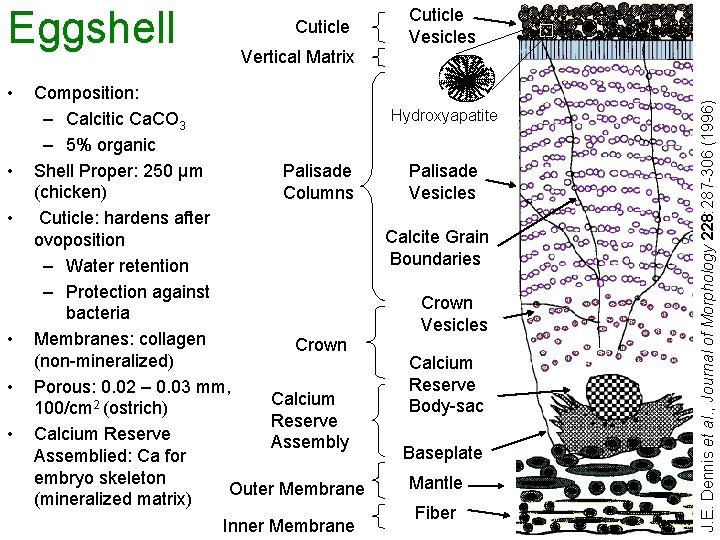  • • • Cuticle Vesicles Vertical Matrix Composition: – Calcitic Ca. CO 3