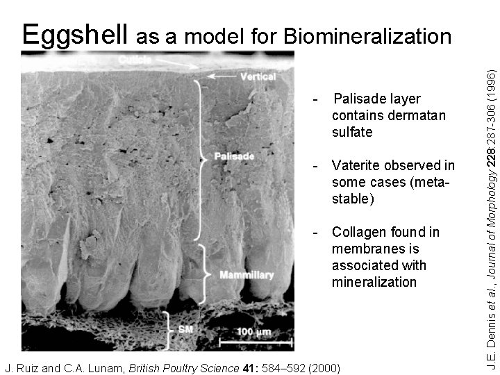- Palisade layer contains dermatan sulfate - Vaterite observed in some cases (metastable) -