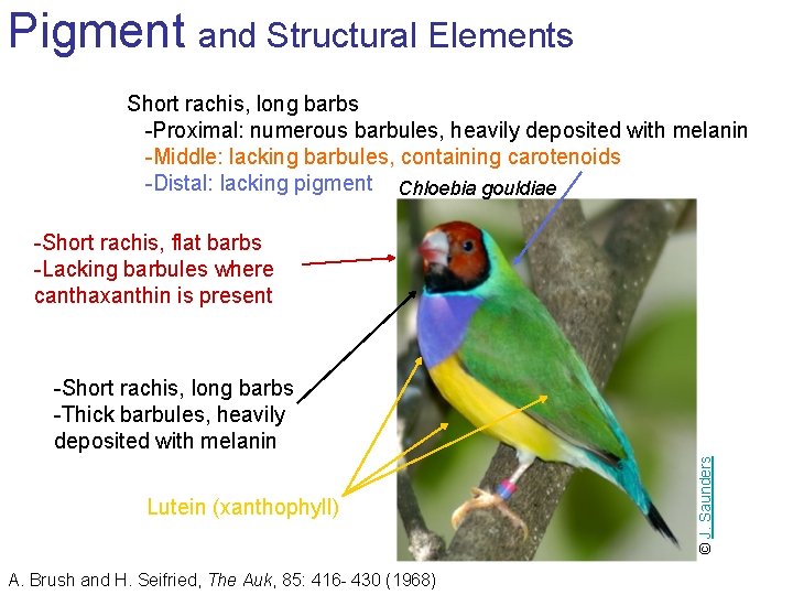 Pigment and Structural Elements Short rachis, long barbs -Proximal: numerous barbules, heavily deposited with