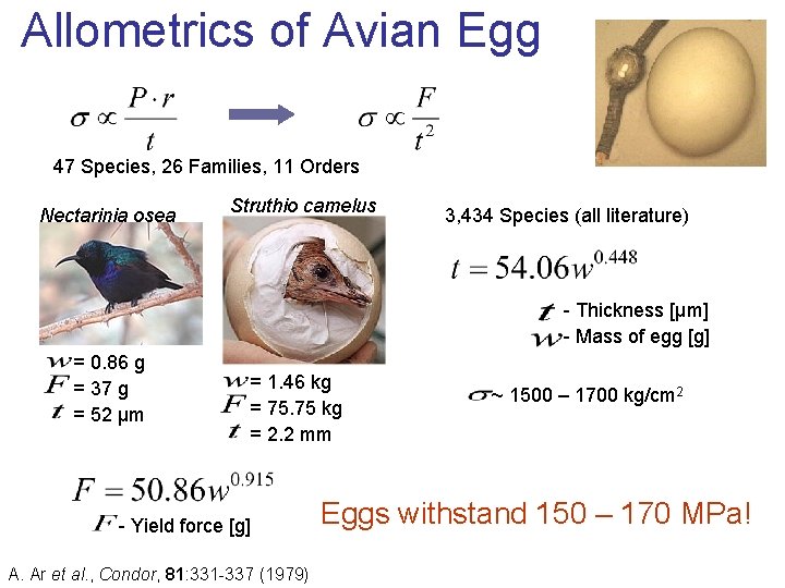  Allometrics of Avian Egg 47 Species, 26 Families, 11 Orders Nectarinia osea Struthio