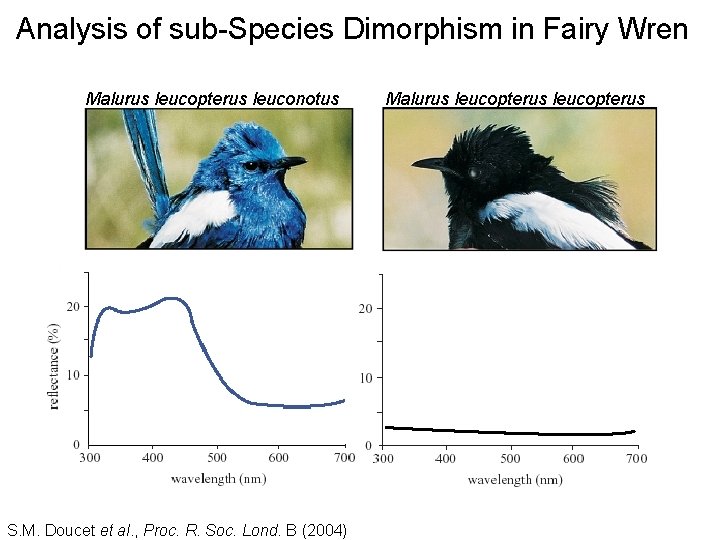 Analysis of sub-Species Dimorphism in Fairy Wren Malurus leucopterus leuconotus S. M. Doucet