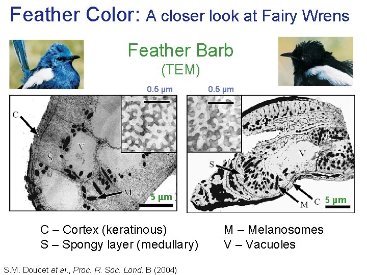 Feather Color: A closer look at Fairy Wrens Feather Barb (TEM) 0. 5 µm