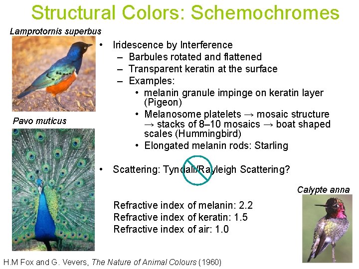 Structural Colors: Schemochromes Lamprotornis superbus Pavo muticus • Iridescence by Interference – Barbules rotated
