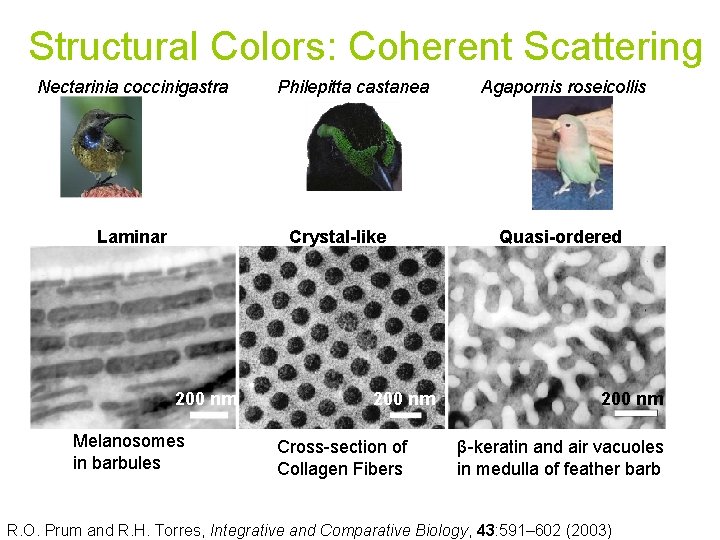 Structural Colors: Coherent Scattering Nectarinia coccinigastra Laminar Philepitta castanea Crystal-like 200 nm Melanosomes in
