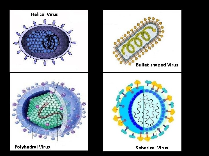 Helical Virus Bullet-shaped Virus Polyhedral Virus Spherical Virus 