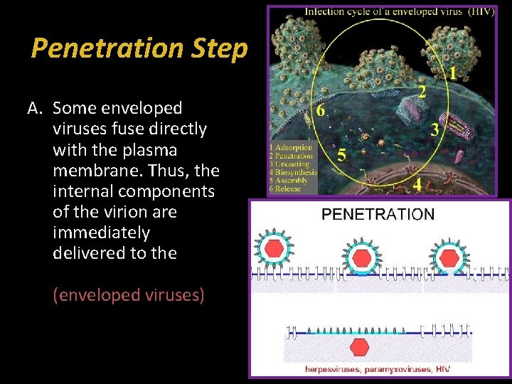 Penetration Step A. Some enveloped viruses fuse directly with the plasma membrane. Thus, the