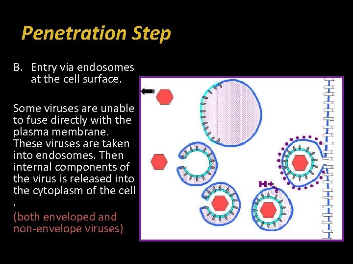 Penetration Step B. Entry via endosomes at the cell surface. Some viruses are unable