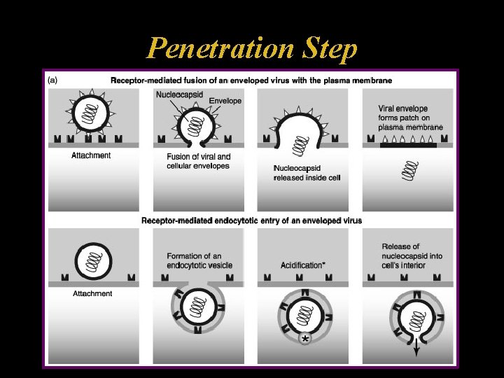 Penetration Step 