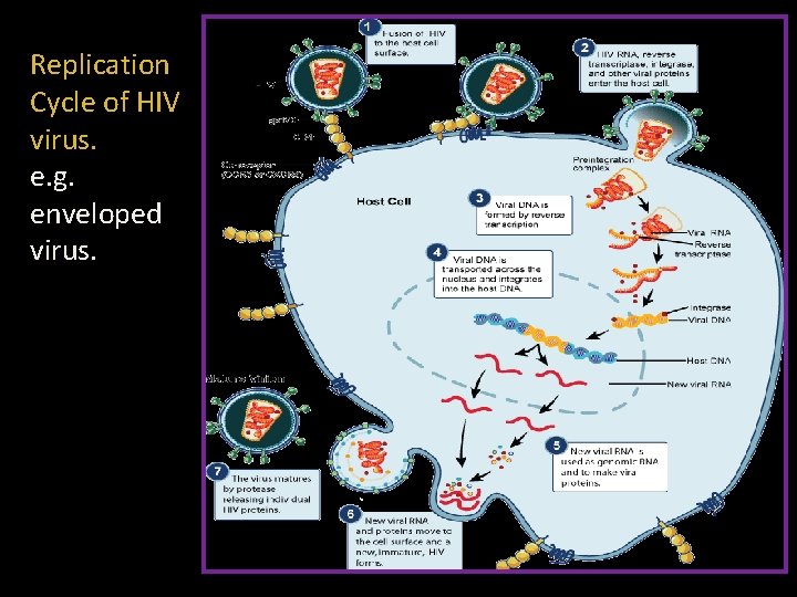 Replication Cycle of HIV virus. e. g. enveloped virus. 