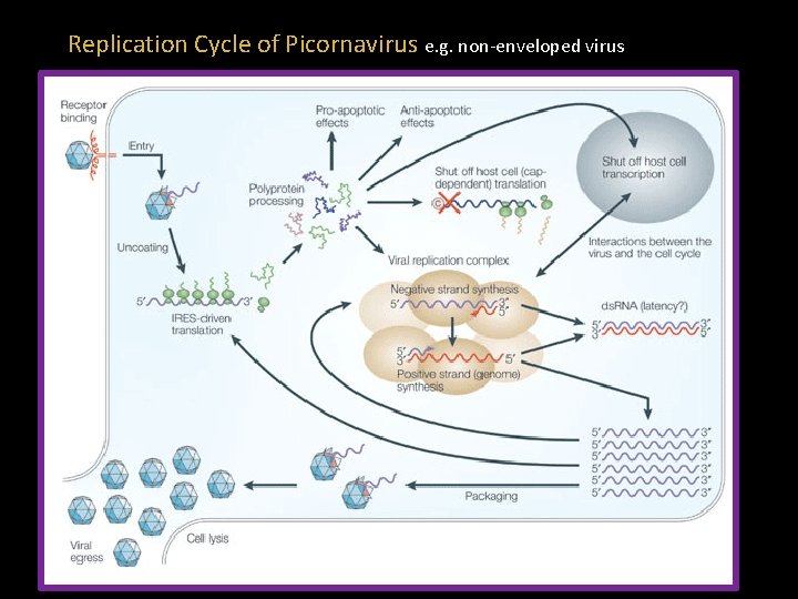 Replication Cycle of Picornavirus e. g. non-enveloped virus 