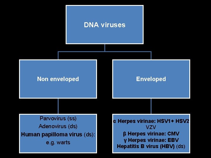 DNA viruses Non enveloped Parvovirus (ss) Adenovirus (ds) Human papilloma virus (ds): e. g.