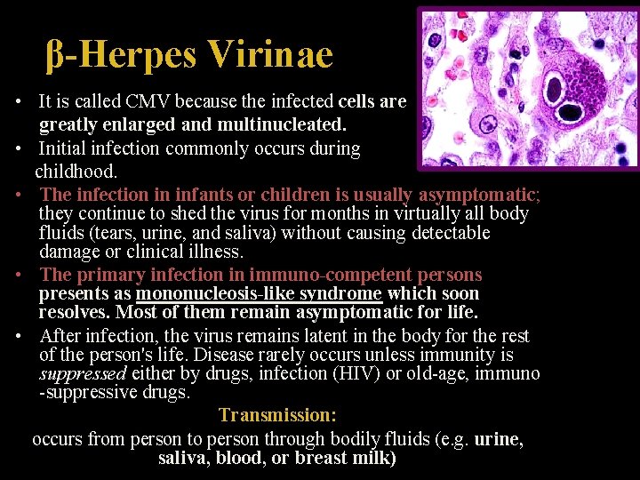 β-Herpes Virinae • It is called CMV because the infected cells are greatly enlarged