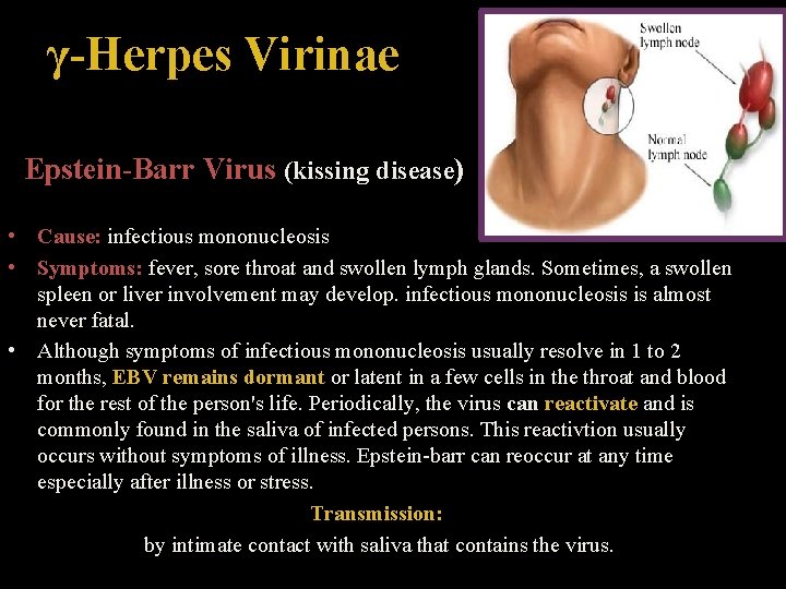 γ-Herpes Virinae Epstein-Barr Virus (kissing disease) • Cause: infectious mononucleosis • Symptoms: fever, sore