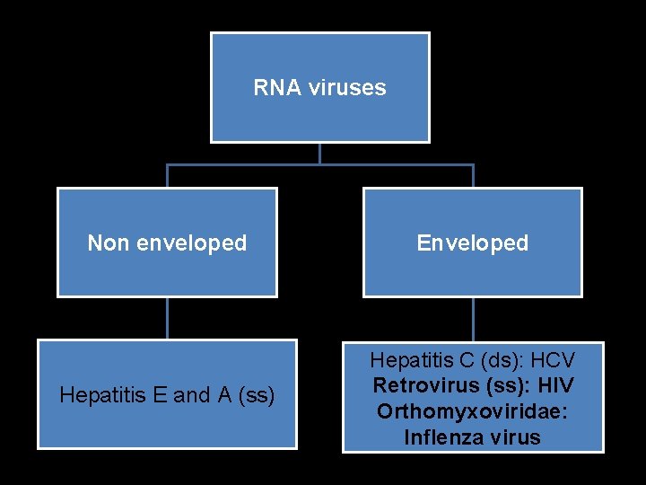 RNA viruses Non enveloped Enveloped Hepatitis E and A (ss) Hepatitis C (ds): HCV