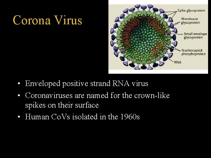 Corona Virus • Enveloped positive strand RNA virus • Coronaviruses are named for the