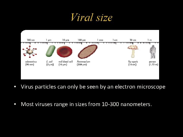 Viral size • Virus particles can only be seen by an electron microscope •