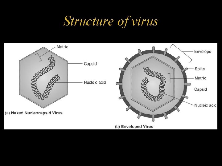 Structure of virus 