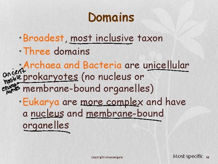 Domains • Broadest, most inclusive taxon • Three domains • Archaea and Bacteria are