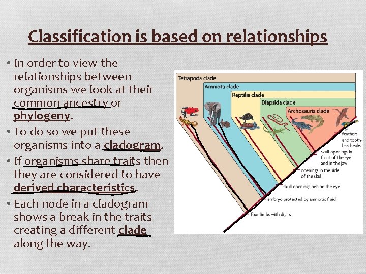 Classification is based on relationships • In order to view the relationships between organisms