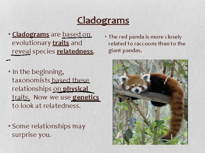 Cladograms • Cladograms are based on evolutionary traits and reveal species relatedness. • In