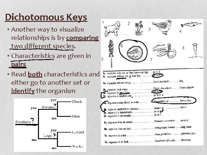 Dichotomous Keys • Another way to visualize relationships is by comparing two different species.
