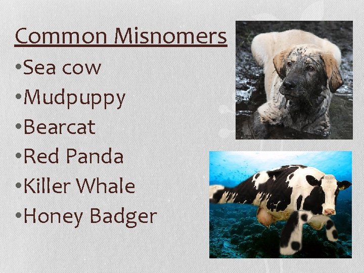 Common Misnomers • Sea cow • Mudpuppy • Bearcat • Red Panda • Killer