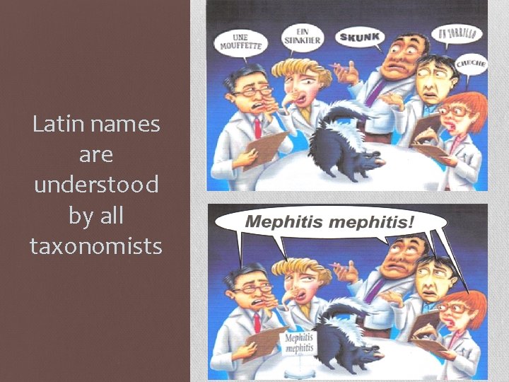 Latin names are understood by all taxonomists 