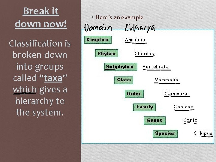 Break it down now! Classification is broken down into groups called “taxa” which gives