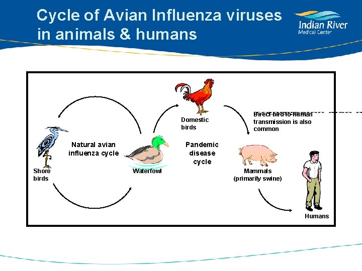 Cycle of Avian Influenza viruses in animals & humans Domestic birds Natural avian influenza