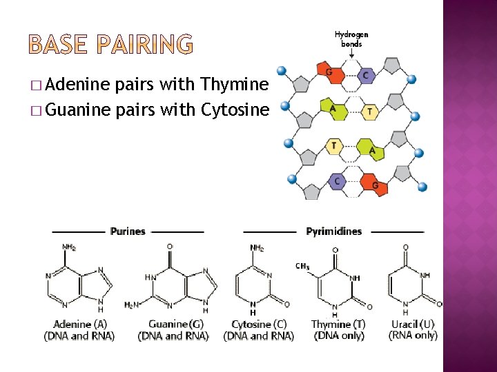� Adenine pairs with Thymine � Guanine pairs with Cytosine 