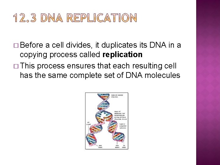 � Before a cell divides, it duplicates its DNA in a copying process called