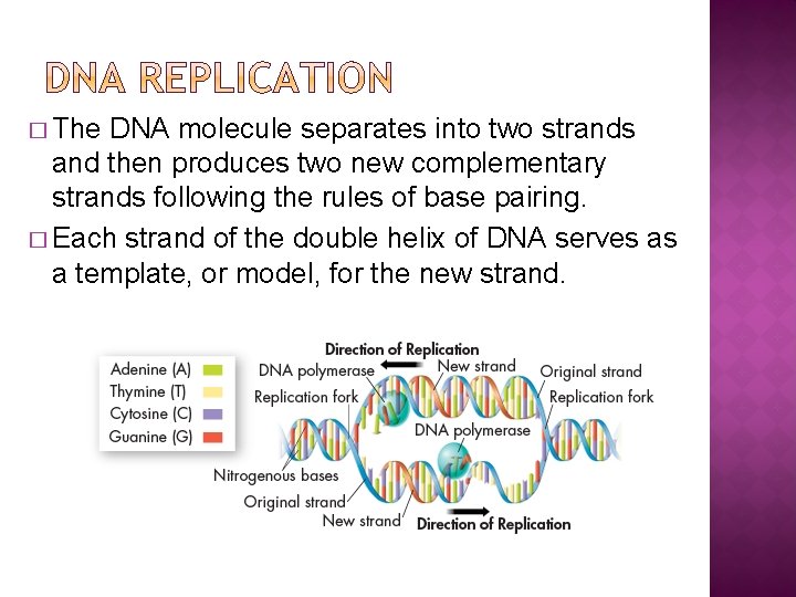 � The DNA molecule separates into two strands and then produces two new complementary