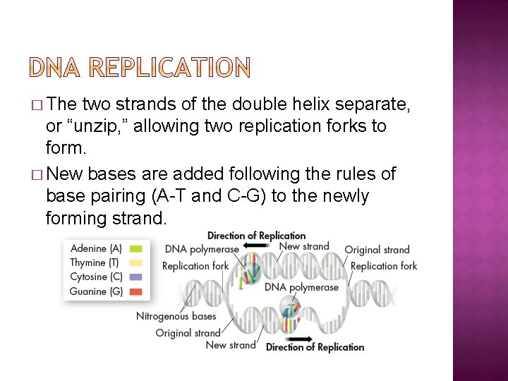 � The two strands of the double helix separate, or “unzip, ” allowing two