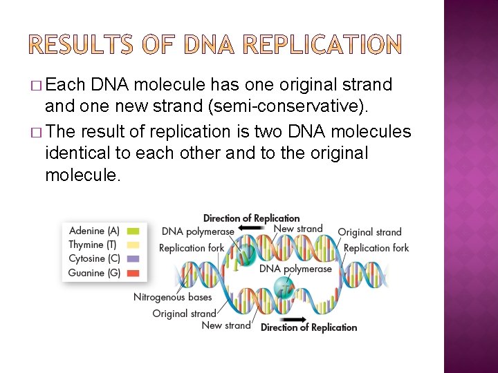 � Each DNA molecule has one original strand one new strand (semi-conservative). � The