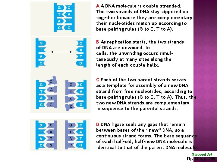 A A DNA molecule is double-stranded. The two strands of DNA stay zippered up