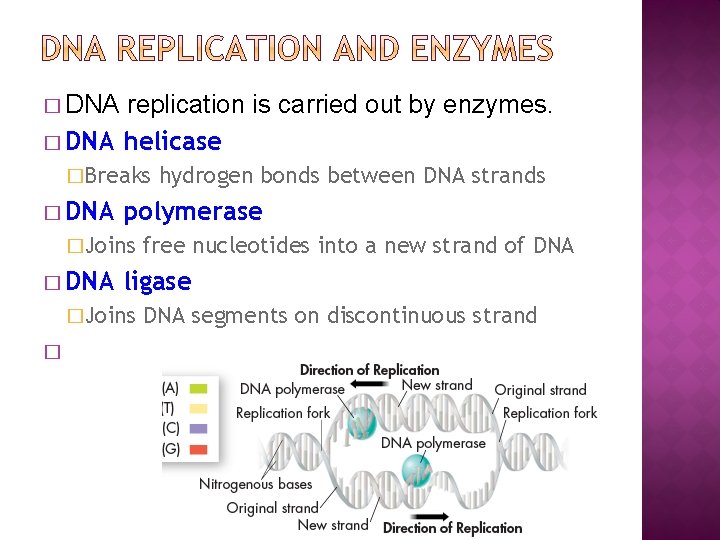 � DNA replication is carried out by enzymes. � DNA helicase �Breaks � DNA