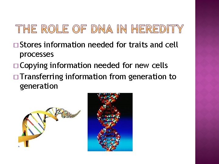 � Stores information needed for traits and cell processes � Copying information needed for