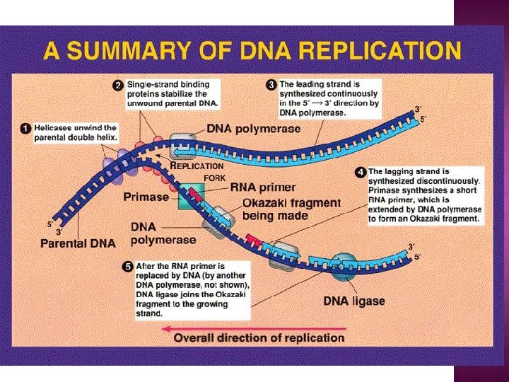� Draw, label and explain DNA replication � Include the following terms �Nucleotide �A,