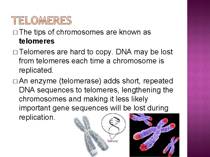 � The tips of chromosomes are known as telomeres � Telomeres are hard to