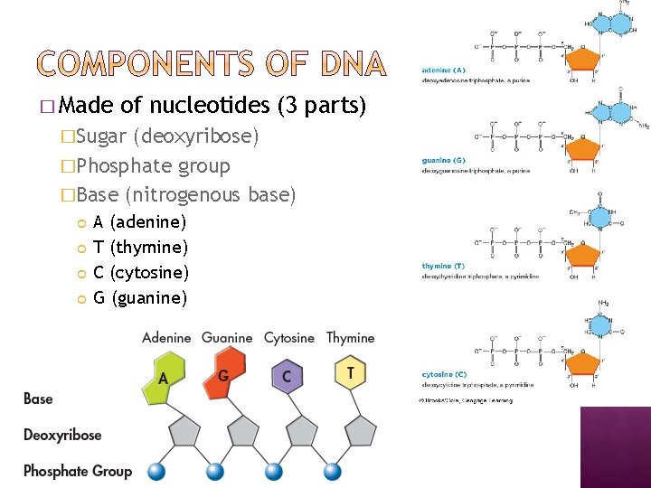 � Made of nucleotides (3 parts) �Sugar (deoxyribose) �Phosphate group �Base (nitrogenous base) A