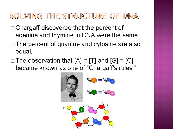 � Chargaff discovered that the percent of adenine and thymine in DNA were the