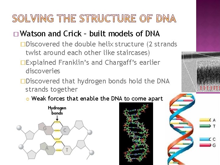 � Watson and Crick – built models of DNA �Discovered the double helix structure