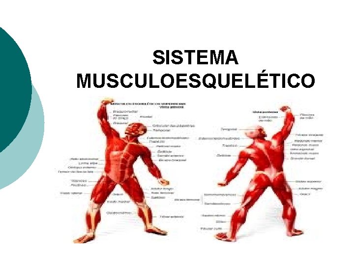SISTEMA MUSCULOESQUELÉTICO 