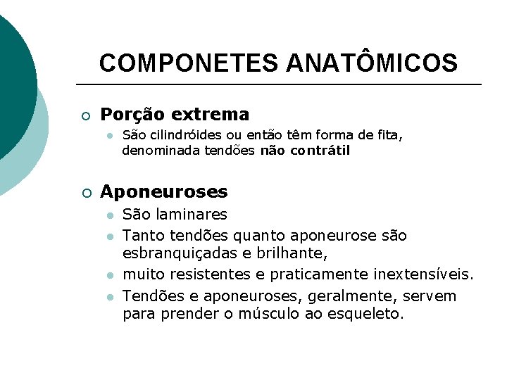 COMPONETES ANATÔMICOS ¡ Porção extrema l ¡ São cilindróides ou então têm forma de